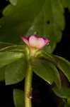 Paraguayan purslane